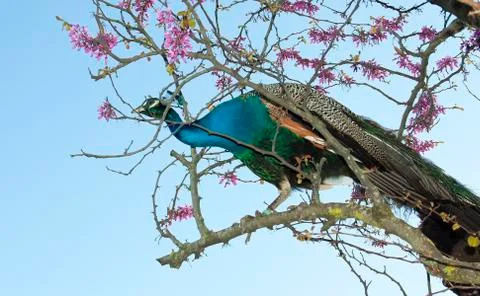 A peacock perched on the branches of a tree with its incredible color. Stock Photos