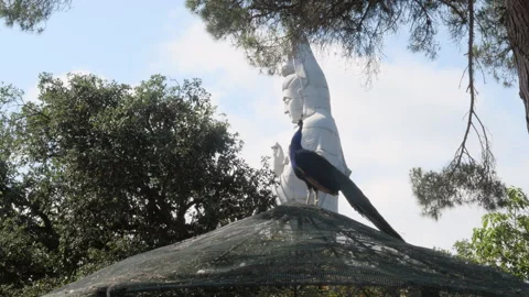 Peacock Perched in Front of Giant Kuan Yin Statue at Eden Garden Portugal Stock-Footage 337404353