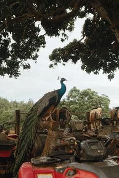 Peacock perched on post above ATVs and horses on rustic Maui farm Stock Photos