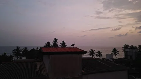 Peacock perched on rooftop at dusk overlooking sea. Majestic bird displays Stock Footage 260599530