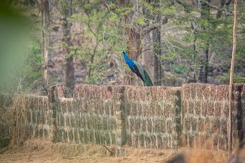 Peacock perched on stone wall in forest environment Foto stock