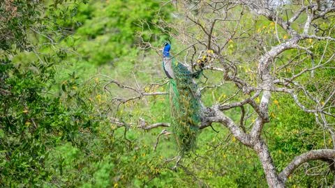 A peacock perched on a tree branch with its long tail feathers hanging down a Stock Photos
