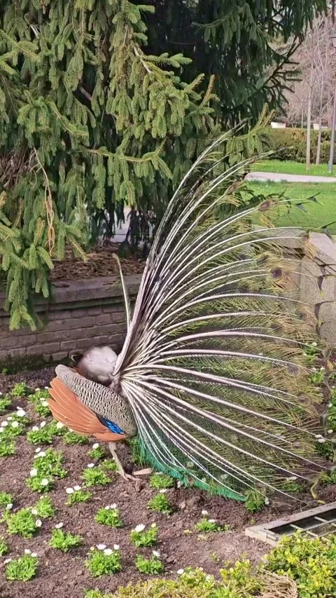 Peacock performing courtship mating dance with feathers Stock Footage 339770499