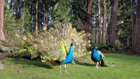 Peacock performs his mating dance Vídeos de archivo 232744930