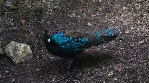 A peacock pheasant bird  Stock Footage 271364435
