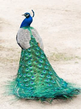 Peacock Stock Photos