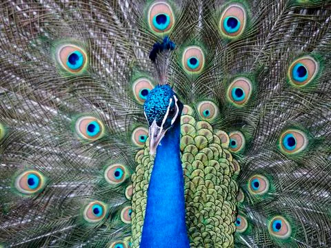 Peacock Stock Photos