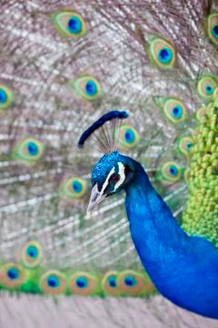 Peacock Foto stock
