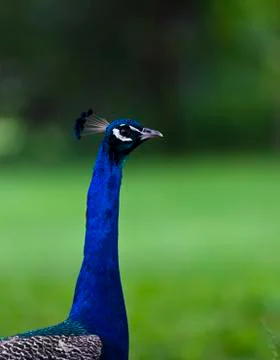 Peacock Stock Photos