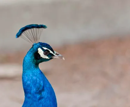 Peacock Foto stock