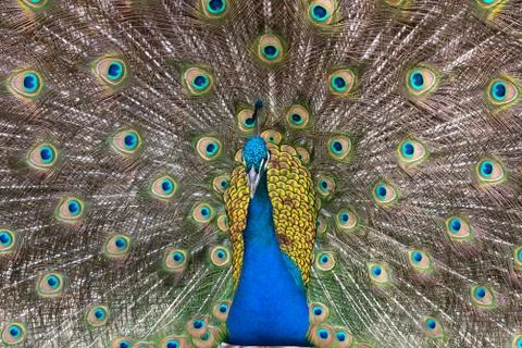 Peacock Stock Photos