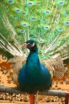 Peacock Stock Photos