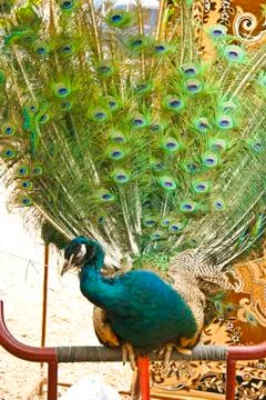 Peacock Stock Photos
