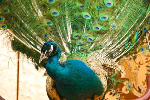 Peacock Stock Photos