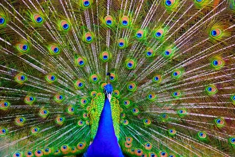 Peacock Stock Photos