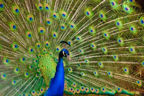 Peacock Stock Photos