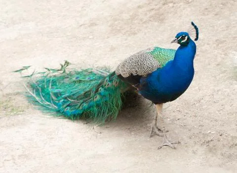 Peacock Stock Photos