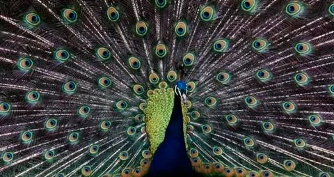 Peacock Stock Photos