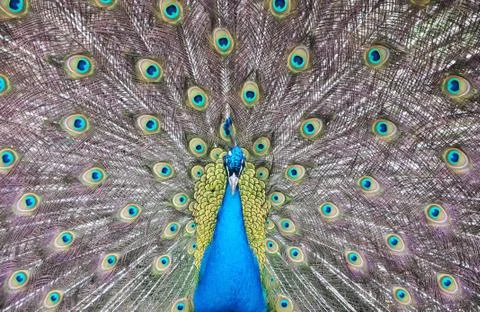 Peacock Stock Photos