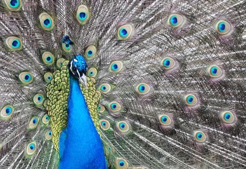 Peacock Stock Photos