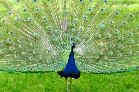 Peacock Stock Photos