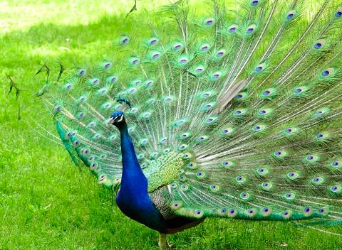 Peacock Stock Photos