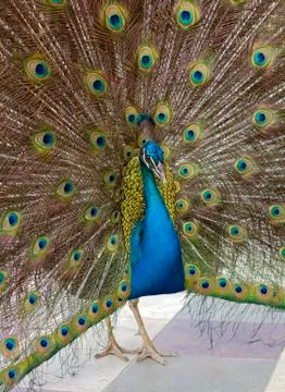 Peacock Stock Photos