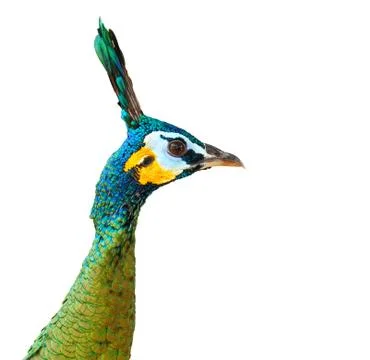 Peacock. Stockfoto's