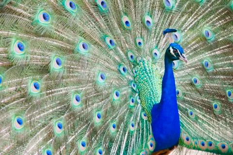 Peacock Stock Photos