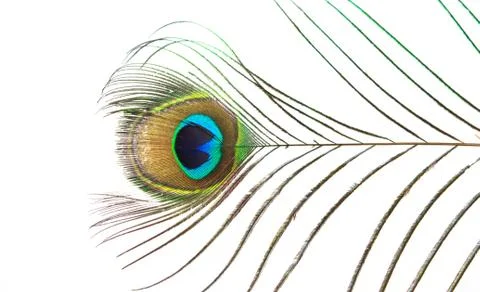 Peacock Stock Photos