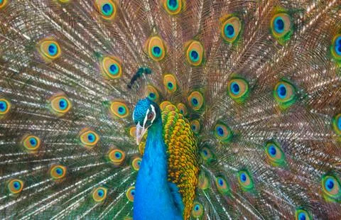 Peacock. Stock Photos