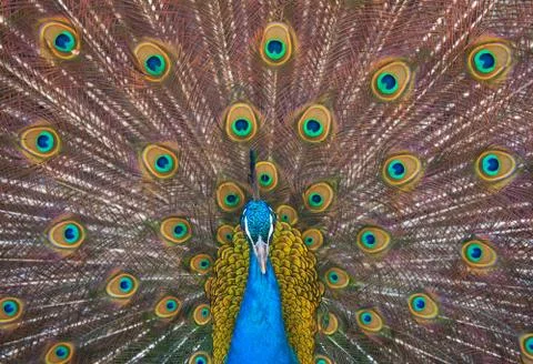 Peacock. 스톡 사진