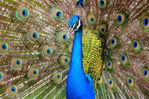 Peacock Stock Photos