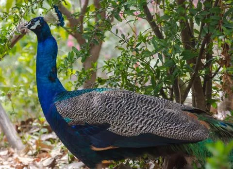 Peacock Stock Photos