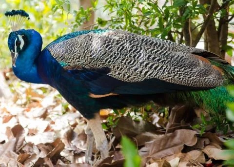 Peacock Stock Photos