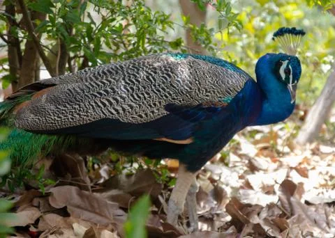 Peacock Stock Photos
