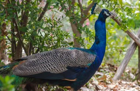Peacock Stock Photos