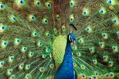 Peacock Фото
