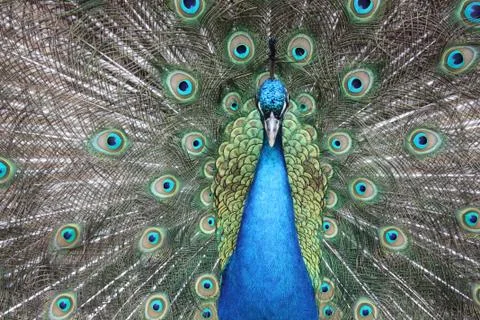Peacock Stock Photos