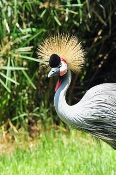 Peacock 库存照片