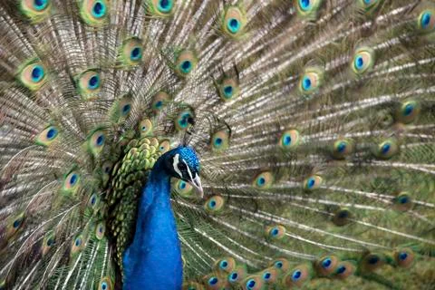 Peacock Stock Photos