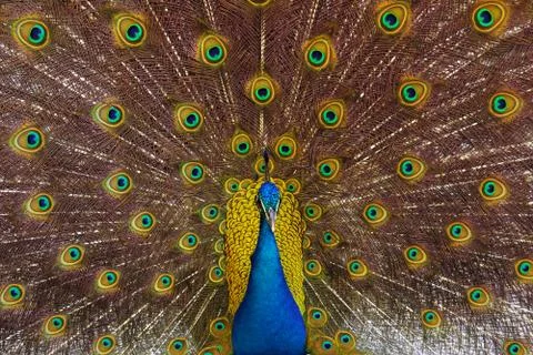 Peacock Stock Photos