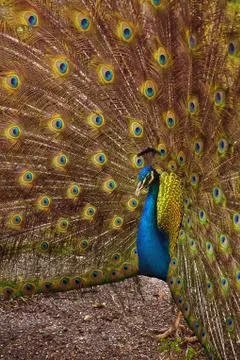 Peacock Stock Photos