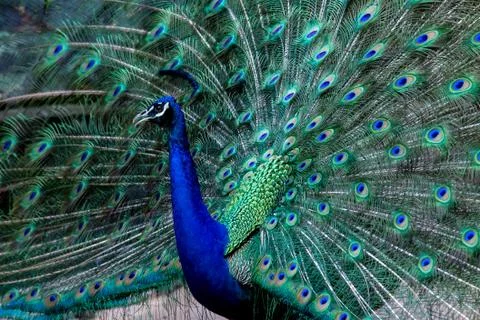 Peacock Stock Photos