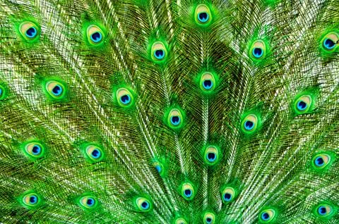 Peacock Stock Photos