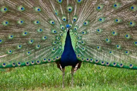 Peacock Stock Photos