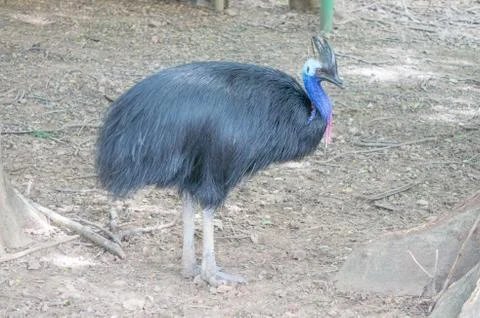 Peacock Stock Photos