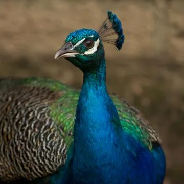 Peacock 스톡 사진