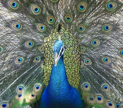 Peacock Stock Photos