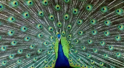 Peacock Stock Photos